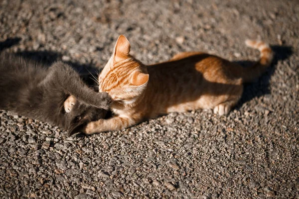 Dois Gatos Preto Vermelho Brincando Uns Com Outros Sol — Fotografia de Stock