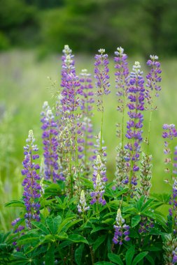 Yeşil bahçedeki parlak, güzel, mor lupin çiçekleri.