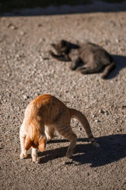 Siyah ve kırmızı iki kedi güneşte birbirleriyle oynuyorlar.
