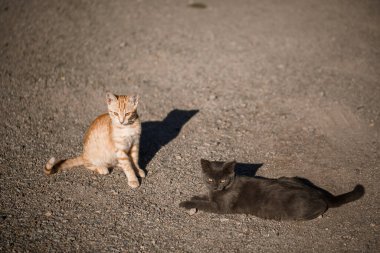 Siyah ve kırmızı iki kedi güneşte birbirleriyle oynuyorlar.