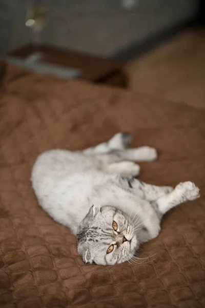 Eine Schöne Graue Große Scottish Fold Katze Oder Scottish Fold — Stockfoto