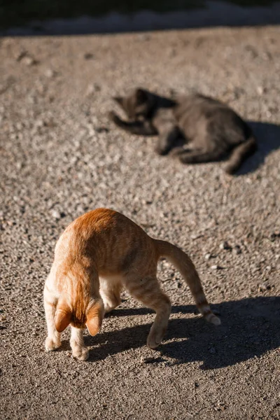 Dois Gatos Preto Vermelho Brincando Uns Com Outros Sol — Fotografia de Stock