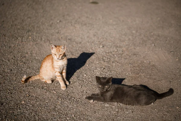 Siyah ve kırmızı iki kedi güneşte birbirleriyle oynuyorlar.