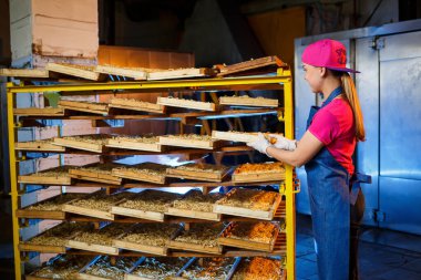 Erişteleri yap. Makarna fabrikası. Spagetti üretimi. Çiğ makarna. Elinde makarna olan bir işçi. Kız makarna üretiminde çalışıyor.