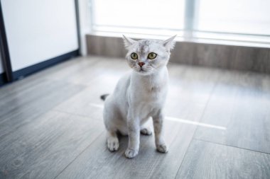 Oyuncu İngiliz kısa hava kedisi yerde rahatça oturur ve evde kameraya bakar.