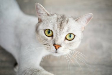 Kısa saçlı, gri renkli İngiliz kısa hava kedisi. Evcil kedi yerde yatıyor.