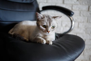 İngiliz kısa boylu kedisi ahşap zeminde oturuyor ve yan tarafa bakıyor.