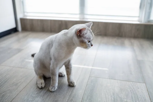 Gatto Stenografia Britannico Seduto Sul Pavimento Legno Guardando Lateralmente — Foto Stock