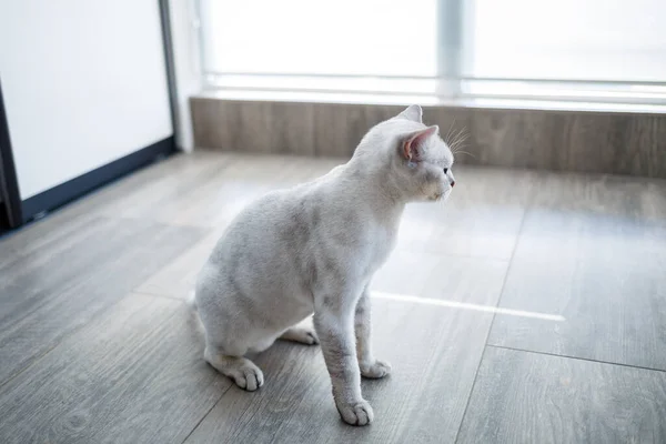 Βρετανική Γάτα Shorthair Κάθεται Στο Ξύλινο Πάτωμα Και Κοιτάζοντας Προς — Φωτογραφία Αρχείου