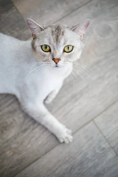 Kurzhaarige Britische Kurzhaarkatze Von Grauer Farbe Hauskatze Liegt Auf Dem — Stockfoto