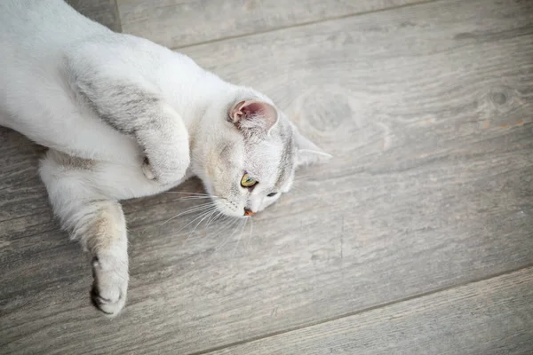 Kurzhaarige Britische Kurzhaarkatze Von Grauer Farbe Hauskatze Liegt Auf Dem — Stockfoto