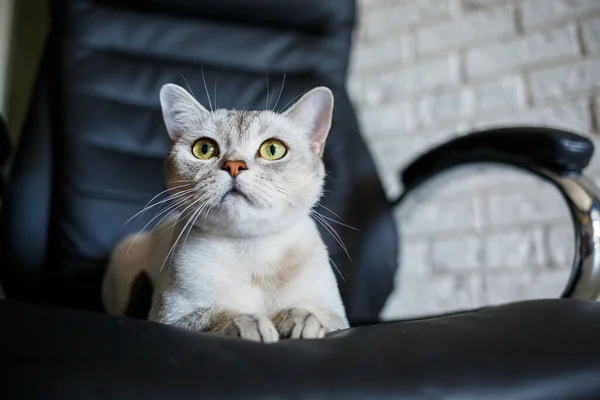 Britská Krátkosrstá Kočka Sedící Dřevěné Podlaze Dívající Stranou — Stock fotografie