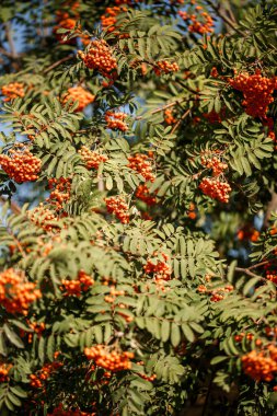 Bahçede turuncu yaban mersinli süs ağacı.