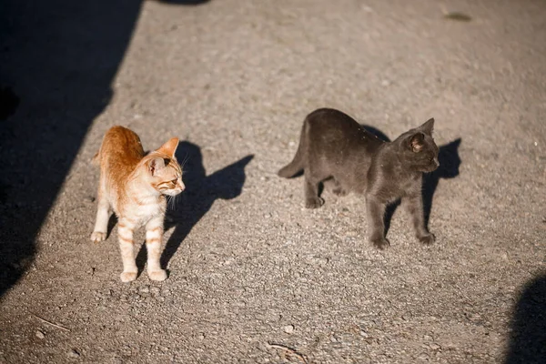 Dois Gatos Preto Vermelho Brincando Uns Com Outros Sol — Fotografia de Stock