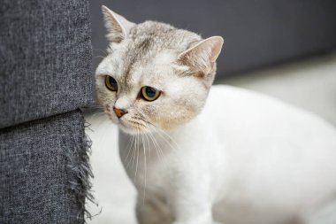 Güzel gri İskoç kedisi. Saçları tıraşlı, evcil hayvan tıraşlı bir kedi.