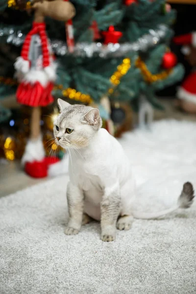Όμορφη Γκρι Σκωτσέζικη Γάτα Κούρεμα Γάτας Ξυρισμένα Μαλλιά Στο Σώμα — Φωτογραφία Αρχείου
