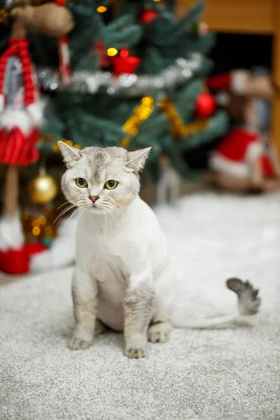Linda Cinza Escocês Dobra Gato Gato Corte Cabelo Com Cabelo — Fotografia de Stock