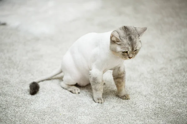 Beautiful Gray Scottish Fold Cat Haircut Cat Shaved Hair Body — Stock Photo, Image