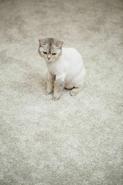 Linda Cinza Escocês Dobra Gato Gato Corte Cabelo Com Cabelo — Fotografia de Stock