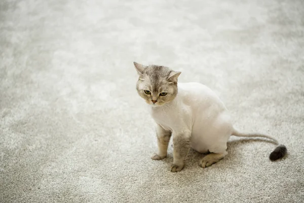 Beautiful Gray Scottish Fold Cat Haircut Cat Shaved Hair Body — Stock Photo, Image