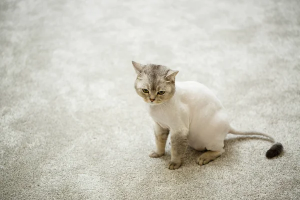 Krásná Šedá Skotská Skládací Kočka Haircut Kočka Oholenými Vlasy Těle — Stock fotografie