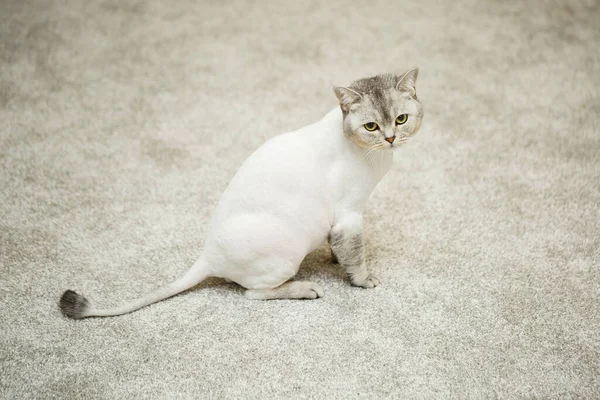 Bellissimo Gatto Piega Scozzese Grigio Taglio Capelli Gatto Con Peli — Foto Stock