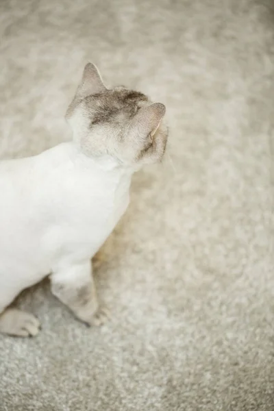 美しい灰色のスコットランドの折りたたみ猫 髪の毛を剃った猫 ペットの散髪 — ストック写真
