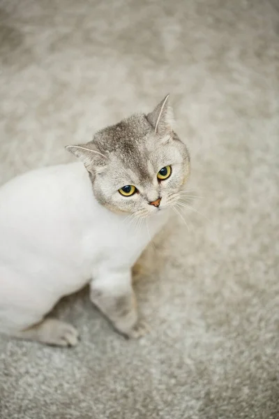 Beautiful Gray Scottish Fold Cat Haircut Cat Shaved Hair Body — Stock Photo, Image