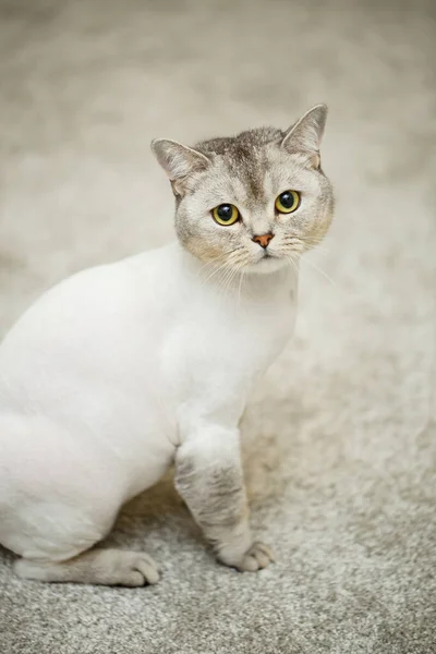 Schöne Graue Schottische Faltkatze Haarschnitt Katze Mit Rasierten Haaren Körper — Stockfoto