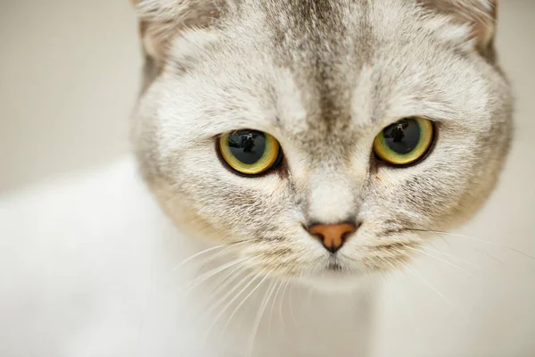 Schöne Graue Schottische Faltkatze Haarschnitt Katze Mit Rasierten Haaren Körper — Stockfoto