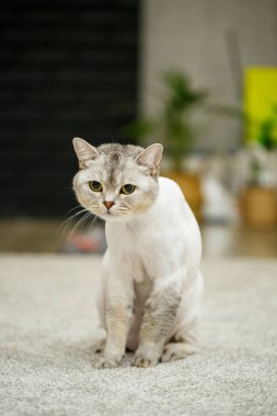 Güzel gri İskoç kedisi. Saçları tıraşlı, evcil hayvan tıraşlı bir kedi.