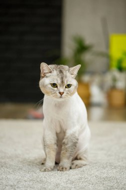 Güzel gri İskoç kedisi. Saçları tıraşlı, evcil hayvan tıraşlı bir kedi.