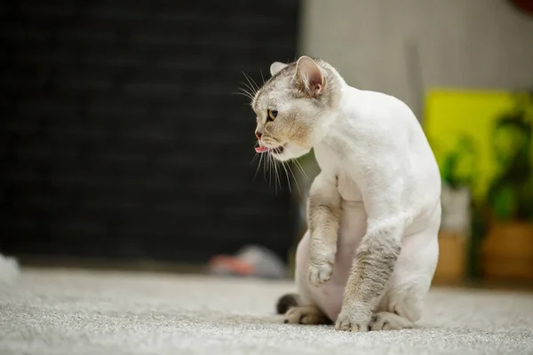 반점이 아름다운 고양이입니다 털이나 머리를 고양이 동물이 — 스톡 사진