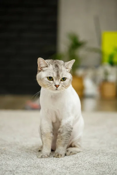 Όμορφη Γκρι Σκωτσέζικη Γάτα Κούρεμα Γάτας Ξυρισμένα Μαλλιά Στο Σώμα — Φωτογραφία Αρχείου