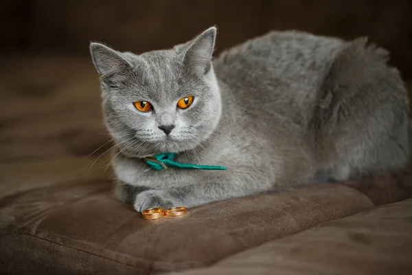 Fluffy Gray Cat Sits Gold Wedding Rings — Stock Photo, Image