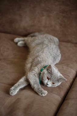 Gri, güzel bir İskoç kedisi kahverengi bir kanepede uzanıyor. Elit ırkın evcil hayvanları. Seçici odak