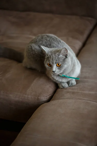 Beautiful Large Gray Scottish Fold Cat Lies Brown Sofa Pets — Stock Photo, Image