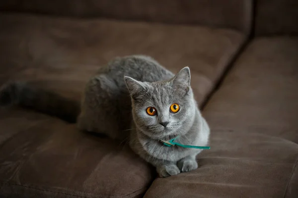 Hermoso Gato Fold Escocés Gris Grande Yace Sofá Marrón Mascotas —  Fotos de Stock