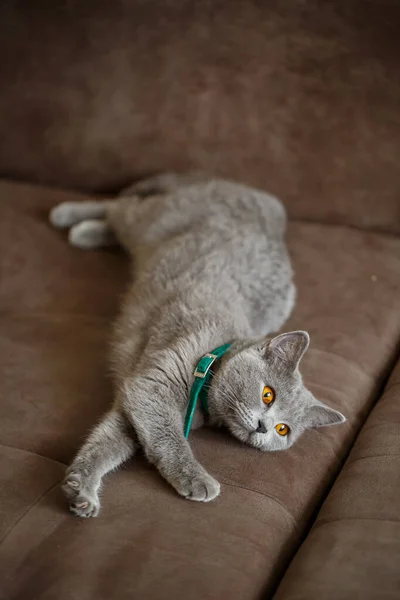 Hermoso Gato Fold Escocés Gris Grande Yace Sofá Marrón Mascotas — Foto de Stock