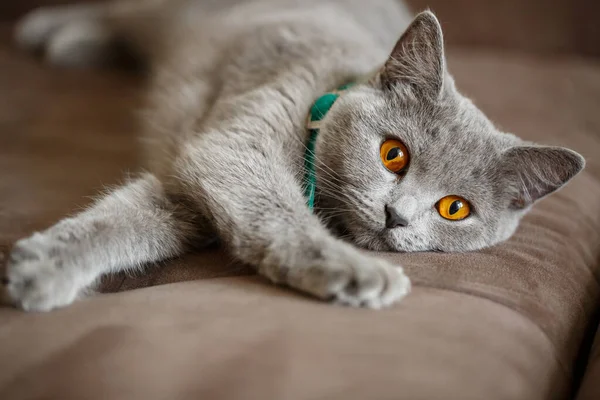 一只漂亮的苏格兰大灰猫躺在棕色的沙发上 精英品种的宠物 — 图库照片