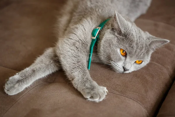 Eine Schöne Große Graue Scottish Fold Katze Liegt Auf Einem — Stockfoto