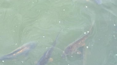 Yumuşak güneş ışığı altında, sakin bir gölün berrak sularında birkaç balık süzülüyor. Sahne, doğanın güzelliğini ve yüzeyin altındaki canlı yaşamı yakalıyor..