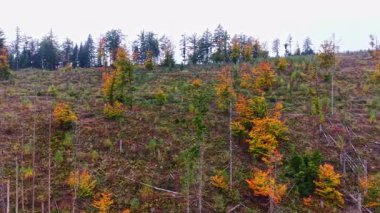 Canlı turuncu ve sarı yapraklar yakın zamanda temizlenmiş bir alanın ortasında dururlar. Huzurlu bir orman ortamında insan etkisinin yanında güzellikler de sergilerler.