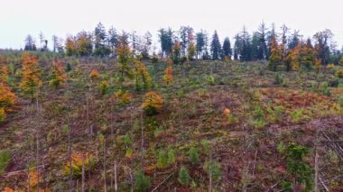 Parlak turuncu ve yeşil ağaçlar, son zamanlarda odunculuk yapılan bir yamaç boyunca uzanır. Arka planda görünen dağlar, huzurlu bir doğal manzara yaratır.
