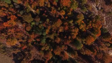 Göz kamaştırıcı bir hava manzarası ormandaki zengin sonbahar renklerinin gölgeler altında dans ederken turuncu kırmızı ve sarı tonlarını sergiliyor.