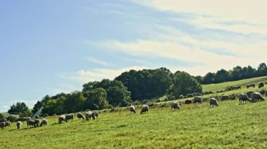 Koyun sürüleri, açık mavi gökyüzünün altında hafifçe otlayan canlı yeşil bir tarlaya dağılmış. Ufuk çizgisi, kırsal alanda dingin ve pastoral bir manzara yaratıyor.