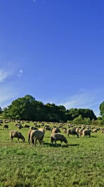Büyük bir koyun sürüsü, açık mavi gökyüzünün altındaki yemyeşil bir tarlada keyifle otluyor. Akşam yaklaşırken kırsal hayatın sakinliğini yakalıyor.