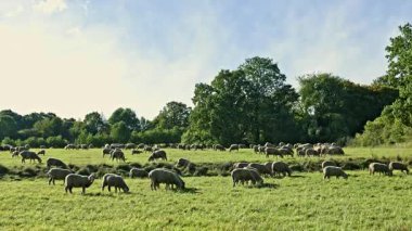 Yumuşak tüylü koyunlar sıcak bir öğleden sonra açık mavi gökyüzünün altında ağaçlarla çevrili geniş bir çayırda canlı yeşil çimlerde huzur içinde otlarlar.