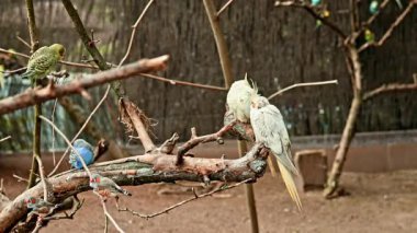 Canlı tüyleri olan küçük kuşlar sakin bir kuşhanede dallarda dinlenir güneş ışığı ağaçların arasından süzülür ve zeminin altında yumuşak gölgeler bırakır.