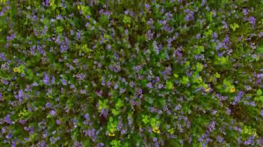 Mor kır çiçeklerinden oluşan bir halı, manzaranın doğal güzelliğini artıran yeşilliklerle çevrili güneşli bir çayır boyunca uzanır. Parlak çiçekler huzurlu bir atmosfer yaratır..